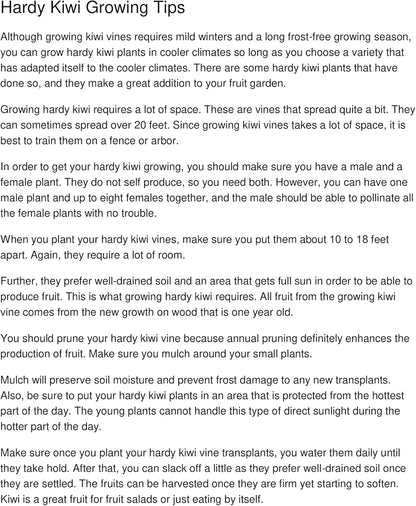 3 Hardy Kiwi Plants- 2 Female Ananasnaya, and One Male Pollinater-All in 4 Inch Cups/Kiwi Aruguta. Awesome Starter Plants!