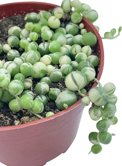 Live Succulent 4" Variegated String of Pearls, Succulents Plants Live, Succulent Plants Fully Rooted Hanging House Plant for Home Office Decoration, DIY Projects Party Favor Gift by The Succulent Cult