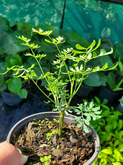 Ruda Plant Common Rue Ruta graveolens Herb of Grace 5 to 7 inches Tall