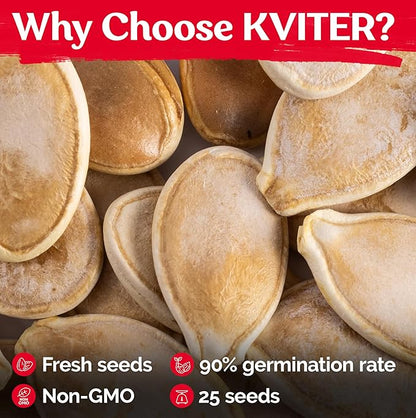 KVITER 25 Big Max Pumpkin Seeds for Planting (Cucurbita Pepo) – Giant Heirloom & Organic Pumpkin Seeds, Up to 100 lbs – Ideal Vegetable Seed Packets for Home Outdoor Garden