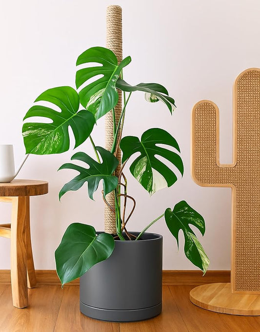 D'vine Dev 14 Inch Ceramic Planter Pot with Drainage Hole and Saucer, Indoor Cylinder Round Planter Pot, Speckled Grey, 94-O-G-3