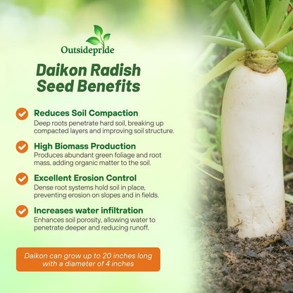 Outsidepride Annual Daikon Radish Seeds - 10 lbs. Chinese, Japanese, & Oriental Radish Seeds for Soil Health, Erosion Control, & Soil Aeration - Ideal for Gardens, Cover Crops, Pastures, & Food Plots