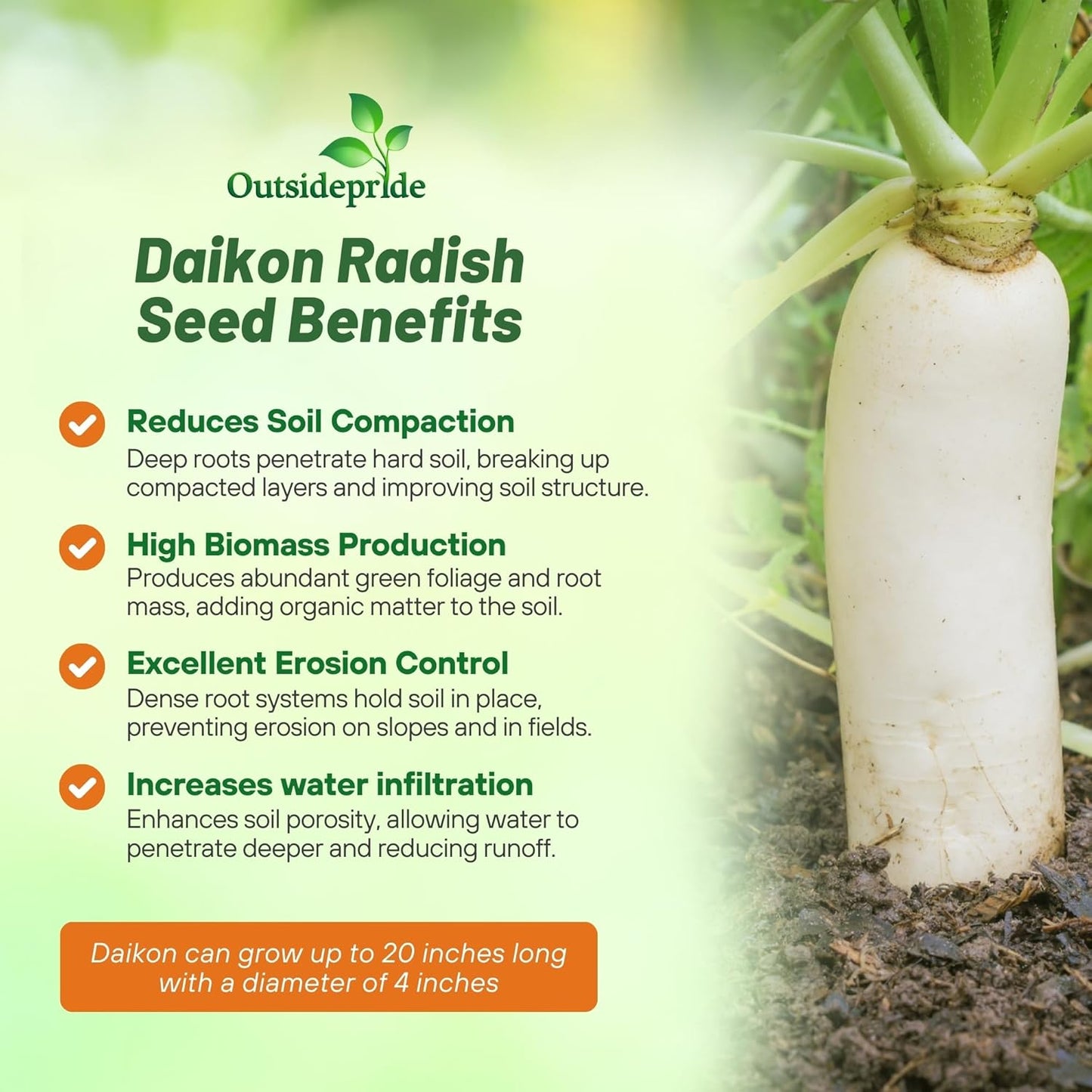 Outsidepride Annual Daikon Radish Seeds - 50 lbs. Chinese, Japanese, & Oriental Radish Seeds for Soil Health, Erosion Control, & Soil Aeration - Ideal for Gardens, Cover Crops, Pastures, & Food Plots