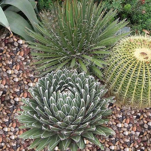 30 lbs River Rocks for Plants, 1-1/2 inch Decorative Garden Rocks Outdoor Landscaping, Large Polished Natural Stone for Walkways, Yard, Vases, Crafts