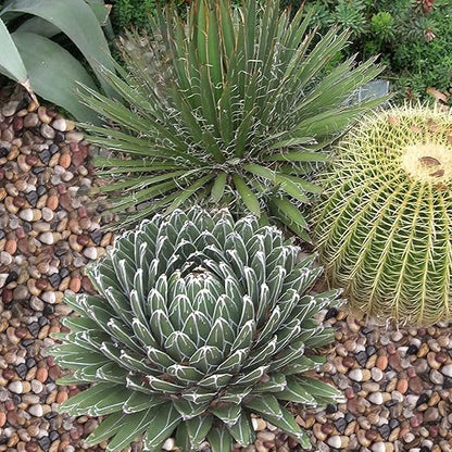 10 lbs Decorative Rocks for Planters and Outdoor Landscaping, 1"- 1 1/2", Pebbles for Indoor Plants, Vases, Terrarium, Polished Stones for Garden Decor