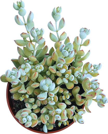 Live Succulent 4" Cotyledon Pendens Cliff Hanger, Succulents Plants Live Fully Rooted House Plant for Home Office Decoration, DIY Projects by The Succulent Cult