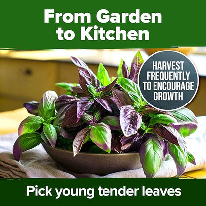 HOME GROWN Thai Basil Seeds Pack - 438 High Germination 𝗡𝗢𝗡-?𝗠𝗢 𝗨𝗦𝗔 Heirloom Herb Seeds for Planting,Ideal for Growing Fresh Basil Planting Indoor or Outdoor(Ocimum basilicum VAR.thyrsiflora)