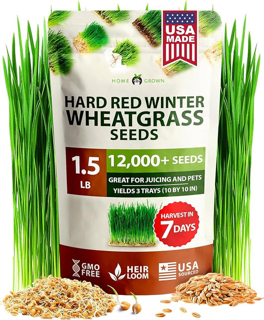 HOME GROWN 12,000+ Wheatgrass Seeds Bulk Pack(1.5 lb) 𝗡𝗢𝗡-𝗚𝗠𝗢 𝗨𝗦𝗔 Hard Red Winter Wheatgrass – Heirloom, Sprouting for Juicing, Microgreens, Smoothies & Indoor Gardening(Triticum aestivum)