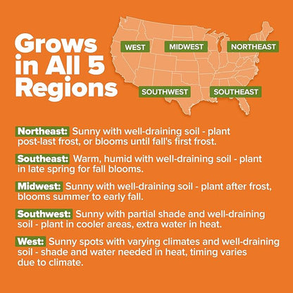 HOME GROWN Crackerjack Marigold Seeds | 4 oz / 35,000 Flower Seeds Planting Outdoor | Large Bulk Pack | 𝗡𝗢𝗡-𝗚𝗠𝗢 𝗨𝗦𝗔-𝗦𝗢𝗨𝗥𝗖𝗘𝗗, High Germination, Wildflower Seed | Companion Planting