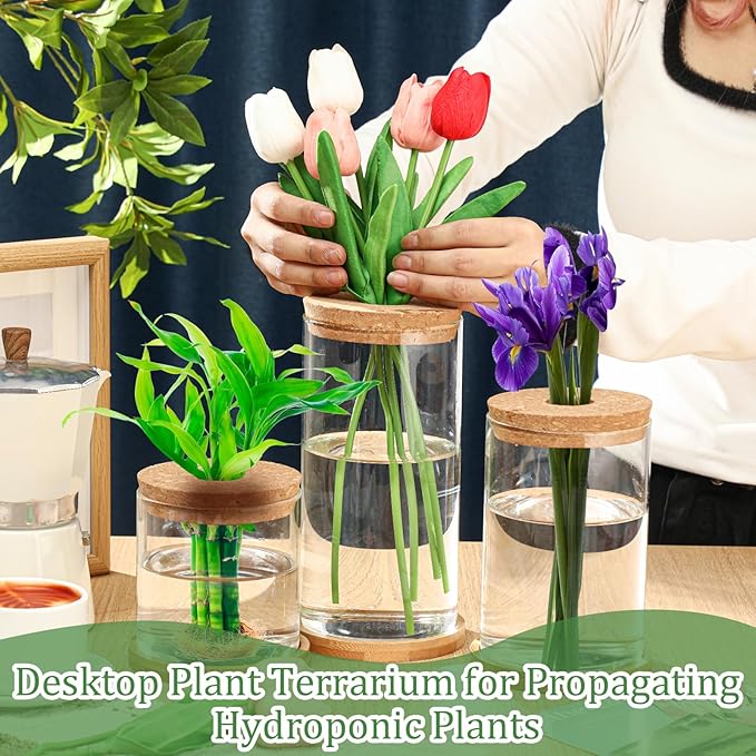Maxcheck 3 Pcs 3 Sizes Plant Propagation Station Separated Glass Plant Terrarium Water Hydroponic Planter Holder with Lid and Wooden Stand Propagation Vase Pot for Home Indoor Office(Common Sizes)