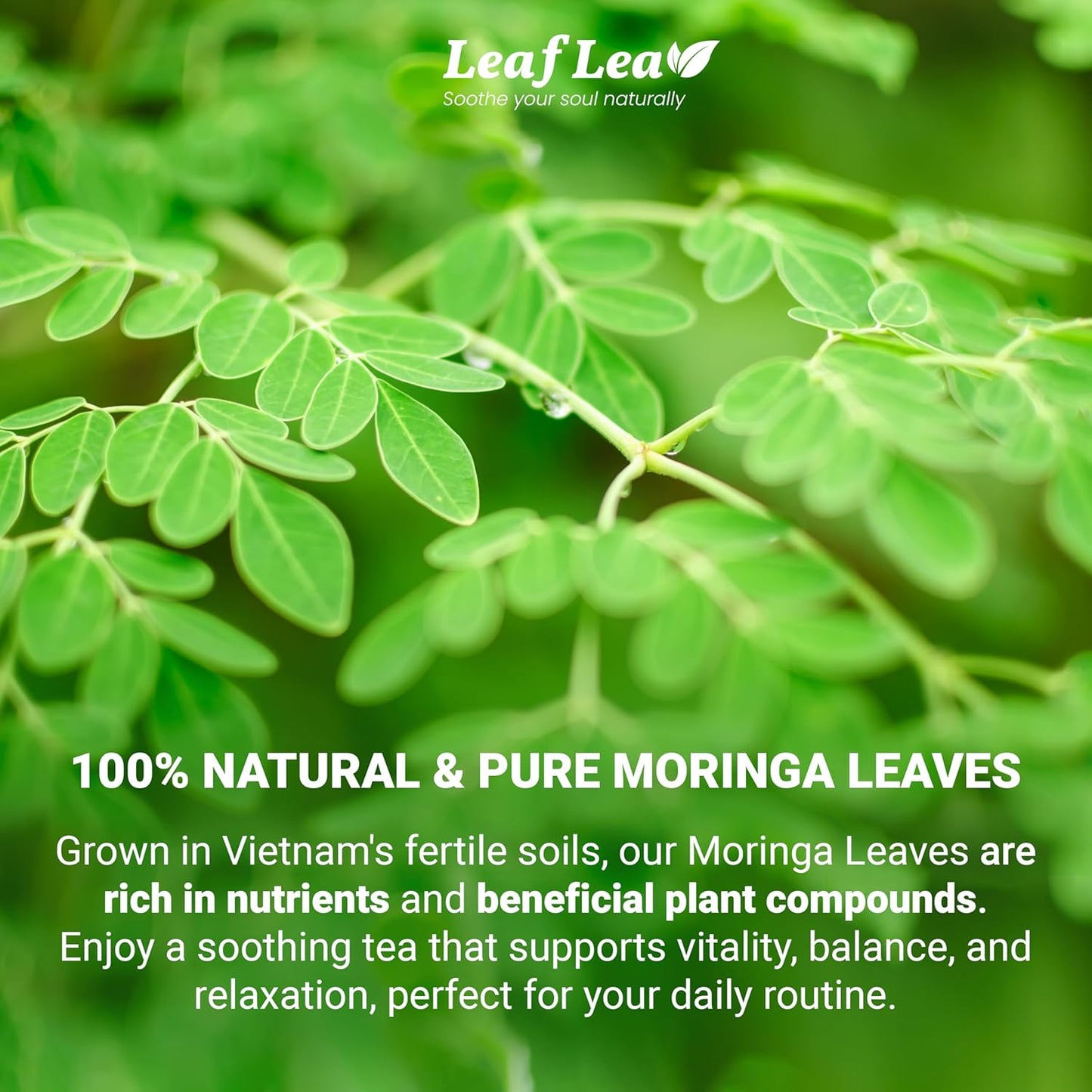 LeafLea Moringa Tea, 120 Fresh-Sealed Tea Bags, Premium Herbal Blend from 100% Natural Moringa Leaves, Supports Digestion & Immune Health, Caffeine-Free, Sugar-Free, Vegan, Non-GMO