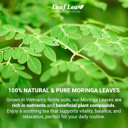 LeafLea Moringa Tea, 120 Fresh-Sealed Tea Bags, Premium Herbal Blend from 100% Natural Moringa Leaves, Supports Digestion & Immune Health, Caffeine-Free, Sugar-Free, Vegan, Non-GMO