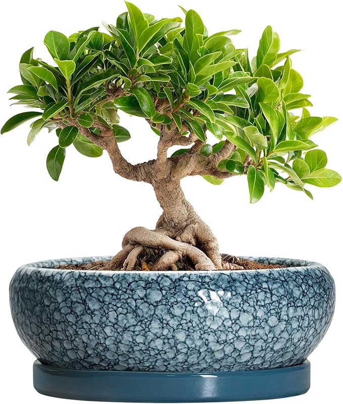 Ceramic Bonsai Pots - 8 Inch Succulent Planters Indoor Outdoor, Bonsai Planters with Drainage Hole and Saucer, Shallow Planter, Round Planter Bowl, Home Decor, Gifts for Plant Lovers, Blue