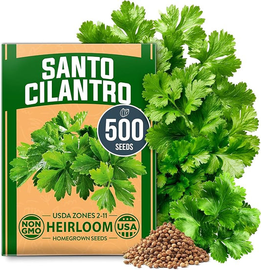 HOME GROWN 𝗨𝗦𝗔 𝗣𝗥𝗘𝗠𝗜𝗨𝗠 500+ Cilantro Seeds (Fast Growing) 𝗡𝗢𝗡-𝗚𝗠𝗢 Heirloom Coriander Seeds for Planting Indoors & Outdoors – Santo Cilantro Herb for Kitchen Garden, High Germination
