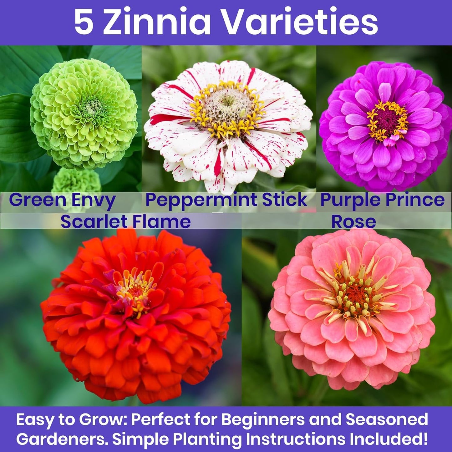 NatureZ Edge Zinnia Seeds for 2025 Planting Outdoors, Over 650 Flower Seeds, 5g, Non GMO Made in USA, Bulk Semillas De Flores para Sembrar, Variety Mix, Easy to Grow Zinnia Seed Mix