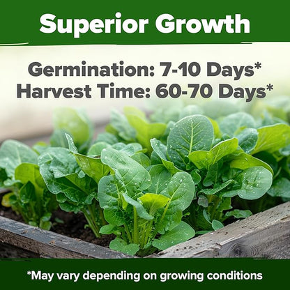 HOME GROWN 𝗨𝗦𝗔 𝗣𝗥𝗘𝗠𝗜𝗨𝗠 Parris Island Romaine Lettuce 3,500+ High Germination Heirloom 𝗡𝗢𝗡-𝗚𝗠𝗢 Lettuce for Planting Crisp Heads for Garden & Hydroponics, Indoor Outdoor (Lactuca Sativa)