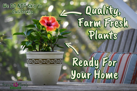 Fiesta Hibiscus Bush - Live Hibiscus Flowering Plant - Tropical Flower Plant - 1 Gallon Planter - Overall Height 10" to 14" - Tropical Plants of Florida (Plant Only)