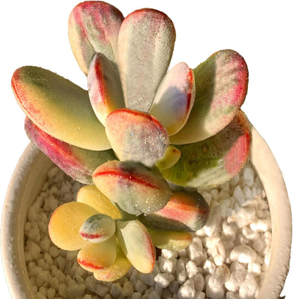 FWPP Live Succulents Plants Cotyledon Orbiculata cv. Variegated 2.5 inches,Rare Succulents Bare Root Without Pot Soil, Live Plants Indoor Office Decoration Wedding and Gift