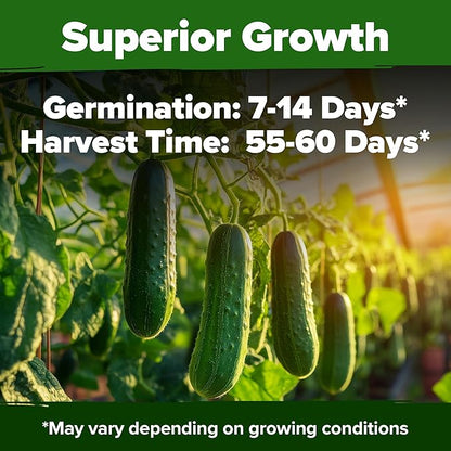 HOME GROWN 𝗨𝗦𝗔 𝗣𝗥𝗘𝗠𝗜𝗨𝗠 Organic Cucumber Seeds - 200 Marketmore Heirloom 𝗡𝗢𝗡-𝗚𝗠𝗢 Vegetable Seeds for Planting in Trellises, Raised Beds, Containers (Cucumis sativus)