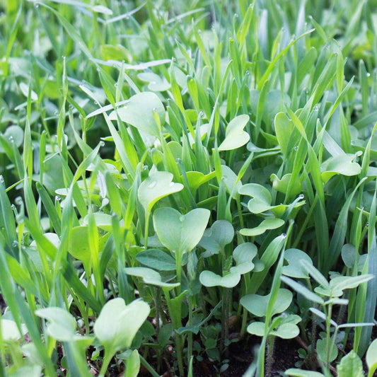 No-Till Farm and Garden Cover Crop Mix Seeds - 25 Lbs Bulk - Blend of Gardening Cover Crop Seeds: Hairy Vetch, Daikon Radish, Forage Collards, Triticale, More