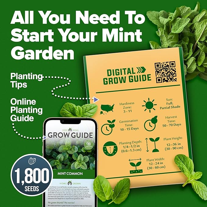 HOME GROWN 𝗨𝗦𝗔 𝗣𝗥𝗘𝗠𝗜𝗨𝗠 Common Mint Seeds (Bulk Pack) 1,800 𝗡𝗢𝗡-𝗚𝗠𝗢 Heirloom Herb Seeds, USA Sourced | Ideal for Planting Outdoors or Indoors for a Fresh Mint Tea Garden (Mentha spp)