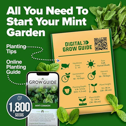 HOME GROWN 𝗨𝗦𝗔 𝗣𝗥𝗘𝗠𝗜𝗨𝗠 Common Mint Seeds (Bulk Pack) 1,800 𝗡𝗢𝗡-𝗚𝗠𝗢 Heirloom Herb Seeds, USA Sourced | Ideal for Planting Outdoors or Indoors for a Fresh Mint Tea Garden (Mentha spp)