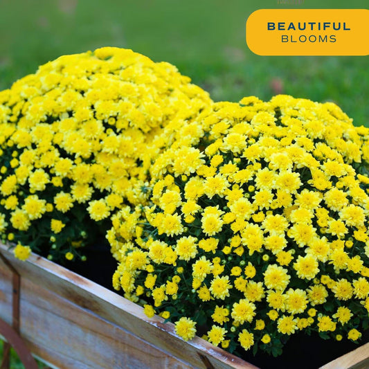 Costa Farms Live Plants – Fall Mums 2-Pack (Yellow) in Plant Pots | 3 Qt. Seasonal Houseplants & Outdoor Flowers for Porch, Patio, or Garden | Ships in Bud Form for Longer Bloom
