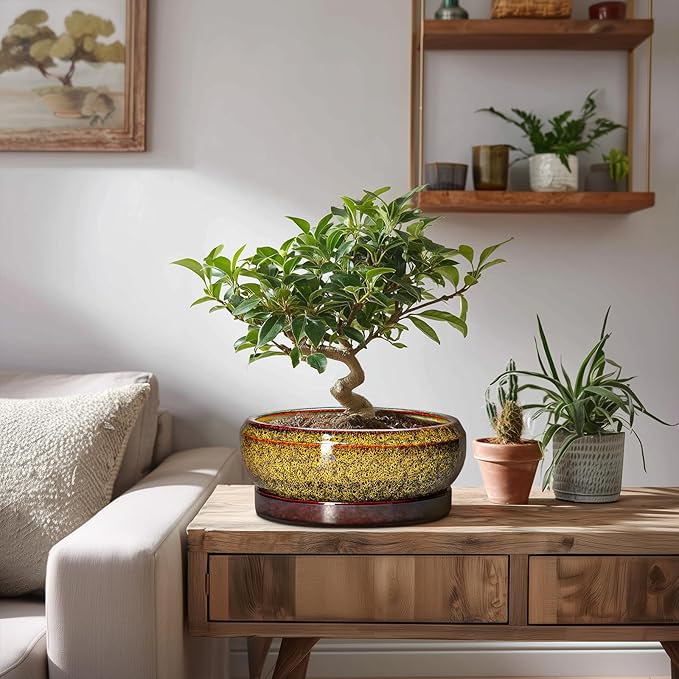 Succulent Planters 8 Inch - Ceramic Bonsai Pots with Drainage Hole and Tray, Shallow Plant Pot Indoor Outdoor, Round Succulent Pots, Planter Bowl, Porch Decor, Housewarming Gifts, Yellow