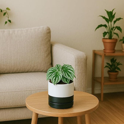 D'vine Dev 4.7 Inch Ceramic Planter Pot with Drainage Hole and Saucer, Indoor Cylinder Round Planter Pot, Layered Monochrome Black & White, 94-O-B-L