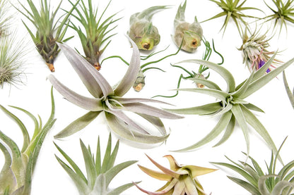 25 Grab Bag Pack Small & Medium Air Plants - Fertilizer Packet - Wholesale - Bulk - Live Tillandsia - Easy Care House Plant - Succulents