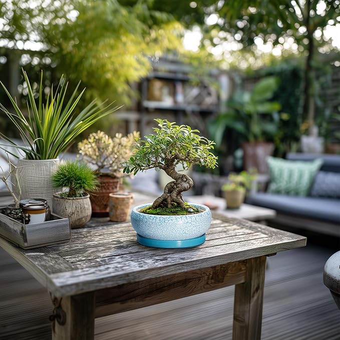 Bonsai Pots Small - 6 Inch Succulent Pots with Drainage Hole and Saucer, Succulent Planters for Indoor Outdoor, Shallow Plant Pot, Round Bonsai Planter, Office Decor, Plant Lover Gifts, Blue