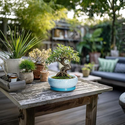 Bonsai Pots Small - 6 Inch Succulent Pots with Drainage Hole and Saucer, Succulent Planters for Indoor Outdoor, Shallow Plant Pot, Round Bonsai Planter, Office Decor, Plant Lover Gifts, Blue