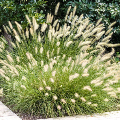 Pack 3 Fountain Grass Plants Live, 5-9 Inch Tall, Ornamental Grasses Live Plants Perennial, Well-Rooted Perennial Grass Clumps (White Fountain Grass)