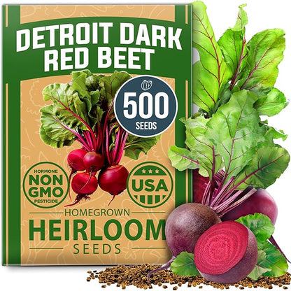 HOME GROWN 𝗨𝗦𝗔 𝗣𝗥𝗘𝗠𝗜𝗨𝗠 Detroit Dark Red Beet Seeds Pack - 500 Heirloom 𝗡𝗢𝗡-𝗚𝗠𝗢 Vegetable Seeds for Planting - Red Beet for Home Garden – High Germination(Beta vulgaris)