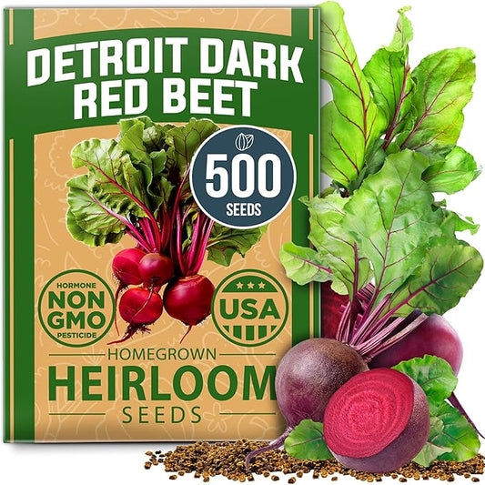 HOME GROWN 𝗨𝗦𝗔 𝗣𝗥𝗘𝗠𝗜𝗨𝗠 Detroit Dark Red Beet Seeds Pack - 500 Heirloom 𝗡𝗢𝗡-𝗚𝗠𝗢 Vegetable Seeds for Planting - Red Beet for Home Garden – High Germination(Beta vulgaris)