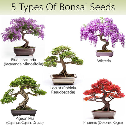 Bonsai Tree Kit for Beginners – 5X Unique Japanese Bonzai Trees | Complete Indoor Starter Kit for Growing Plants with Bonsai Seeds, Tools & Planters – Gardening Gifts for Women & Men