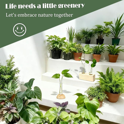 Desktop Glass Plant Propagation Station with 1 Tubes and Wooden Stand - Hydroponic Plant Cuttings Holder for Office Desk, Home Decor, Terrarium