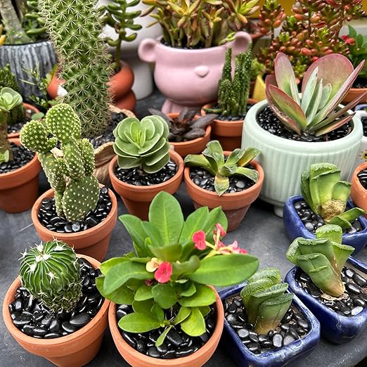 12lb Black Rocks for Planters- 1/4" - 3/4" Polished Black Stones Smooth Flat Pebbles for Fish Tanks Decorative River Rocks for Vases Bonsai Pots Garden Stones for Landscaping and Yards