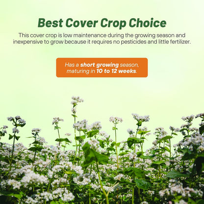 Outsidepride Buckwheat Seeds - 1oz Annual, Fast-Growing, Easy to Grow Buckwheat Cover Crop Seeds for Green Manure, Bee Pasture & Pollinators, Wildlife Habitat, Soil Improvement, and Erosion Control