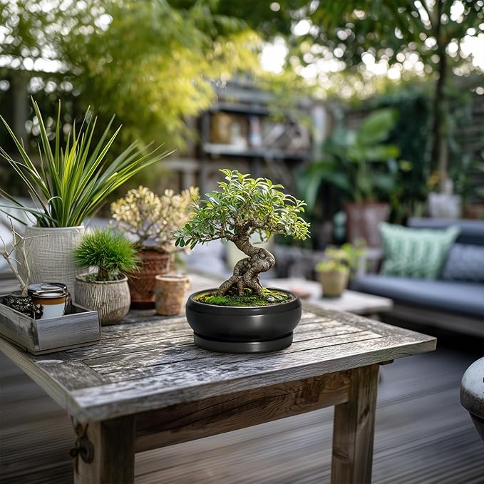 Bonsai Tree Pots Small - 6 Inch Ceramic Succulent Pots for Indoor Plants Outdoor, Round Planter with Drainage Hole and Saucer, Shallow Planter Bowl, Bathroom Decor, House Warming Gift, Black