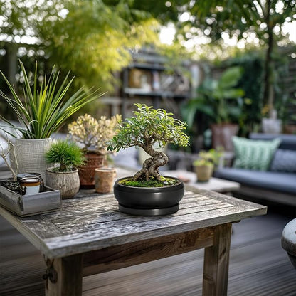 Bonsai Tree Pots Small - 6 Inch Ceramic Succulent Pots for Indoor Plants Outdoor, Round Planter with Drainage Hole and Saucer, Shallow Planter Bowl, Bathroom Decor, House Warming Gift, Black