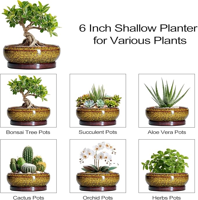 Small Bonsai Pots - 6 Inch Ceramic Succulent Planters with Drainage Hole and Saucer, Shallow Round Planter Indoor Outdoor, Cactus Succulent Pots, Living Room Decor, Plant Lover Gift, Yellow
