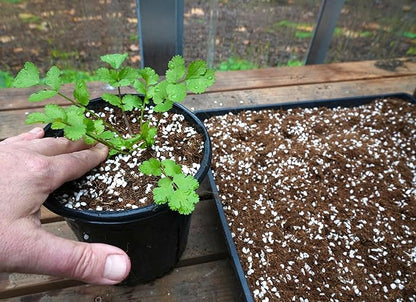 Happy Trees Coco Coir and Perlite 70/30 Growing Medium, Potting Mix, Seed-Starting, Premium Quality Triple-Washed for Low Salt/EC, pH Balanced Loose Coconut Fiber, Peat-Free, 50L (1.8 cu.ft.)