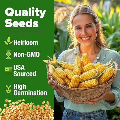 HOME GROWN 𝗨𝗦𝗔 𝗣𝗥𝗘𝗠𝗜𝗨𝗠 Golden Bantam Corn 1 Pack 100 𝗡𝗢𝗡-𝗚𝗠𝗢 Heirloom Vegetable Seeds Grow Sweet Corn Outdoors Easy for Beginners & Great for Home Gardeners High Germination (Zea mays)