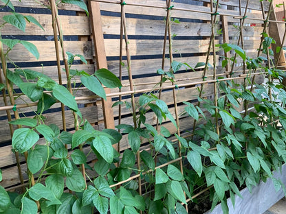 Plant Bamboo Post,3Feet,Bamboo Garden Stakes,50PcsBamboo Stakes,for Tomato,Beans,Vegetable and Flowers, Potted Plants,Indoor and Outdoor Climbing Plants