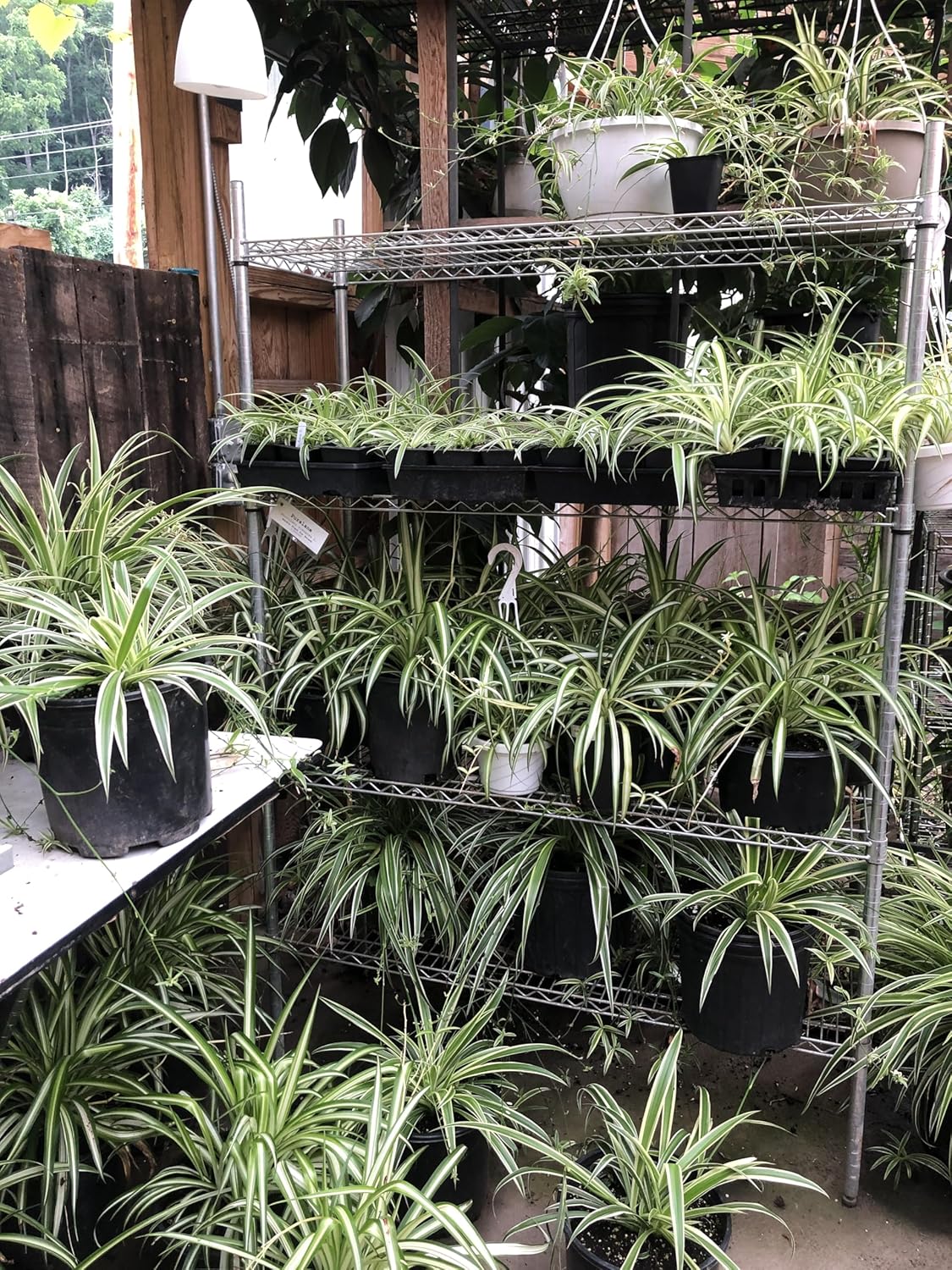 Smoke Camp Crafts - Organic -Spider Plant Trio