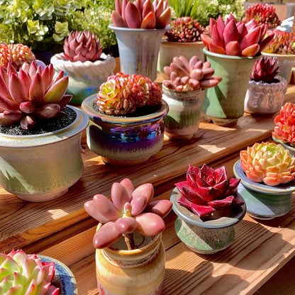 FWPP Live Succulents Plants Pachyveria Sugar Beauty 2 inches,Rare red Succulents Bare Root Without Pot Soil, Live Plants Indoor Office Decoration Wedding and Gift