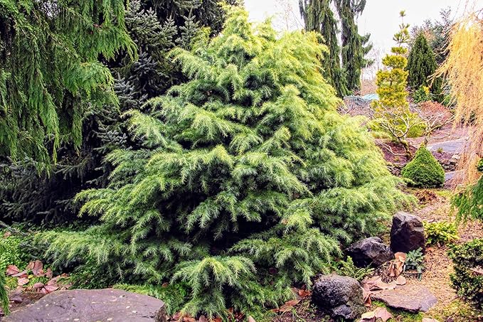 Gardenera Premium Himalayan Cedar Potting Soil Mix - Perfect Balance of Nutrients, Drainage, and Aeration for Healthy Cedar Trees - 5 Quart