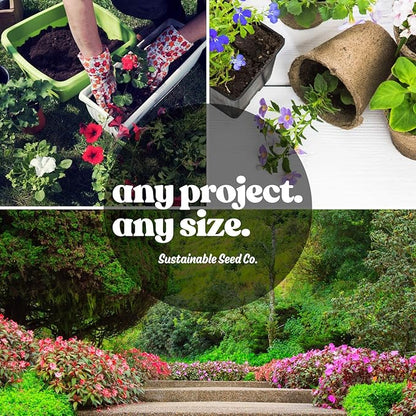 Blue Lake Bush Bean 274 Seeds - 1 Lbs - Non-GMO, Heirloom, Open Pollinated - Vegetable Garden Seeds - Green String Beans