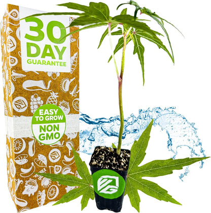 Chief Kubo's Prize South Sea Salad Tree (BeLe Tree) - Abelmoschus Manihot - Wellspring Gardens Starter Plant - Vegetable Plant Live - Ideal for Indoor & Outdoor Growing for Garden